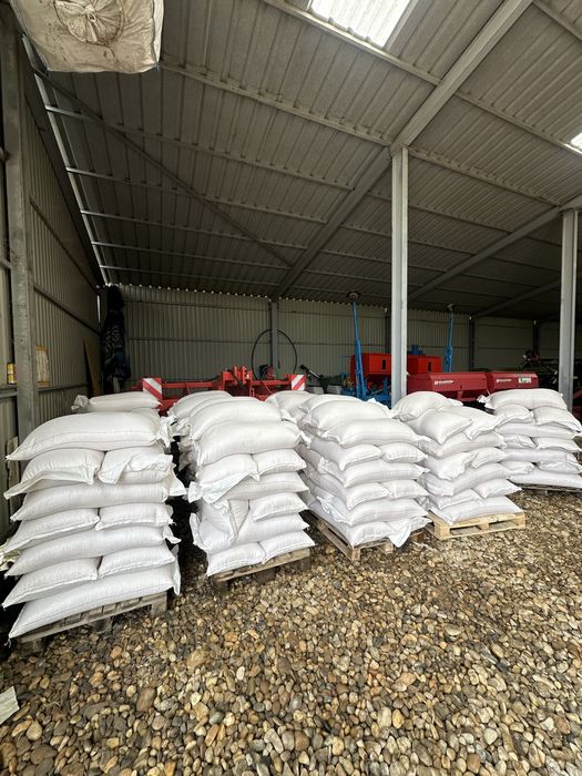 Porumb grau  porumb boabe uscat stas 14,5