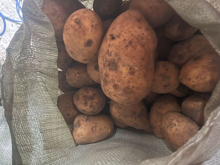 Картошка с Павлодара