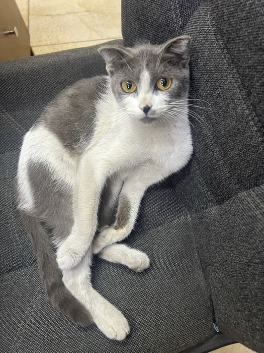 Ласковая кошка ищет дом