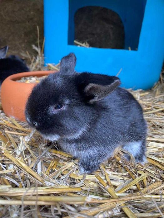 Iepurași de companie Berbec German Pitic