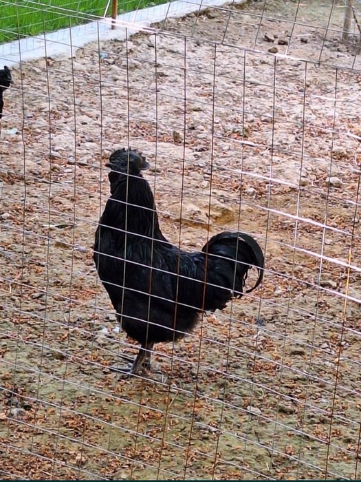 Ухейилюй.Лакеданзе . Амрокс туxумлари