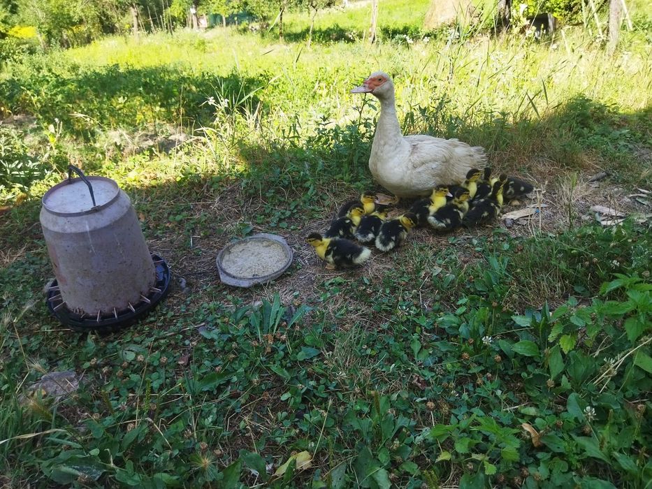 De vânzare boboci de rață mută – sănătoși și crescuți natural!