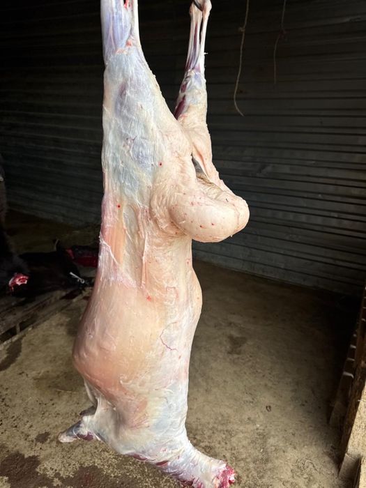 Продам мясо с Тургая