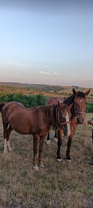 Cai de vînzare in comuna Forotic