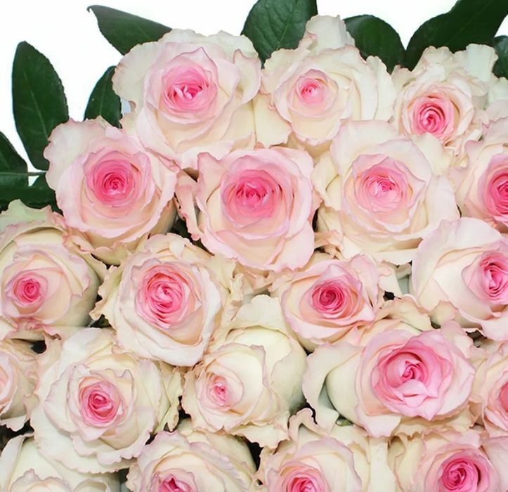 Акция Розы разного сорта от 700!