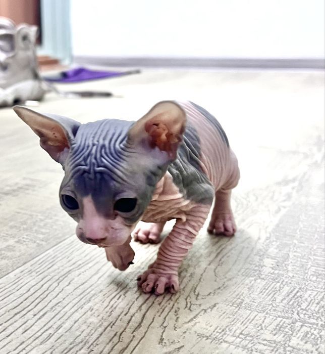 Продаются сфинксы  , девочки