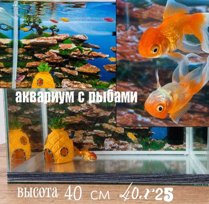 Продаётся аквариум с рыбами