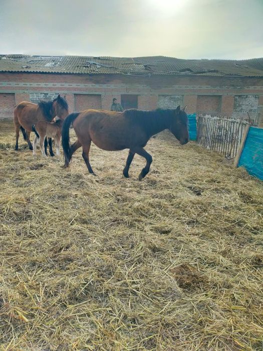 Құлынды биелер сатылады