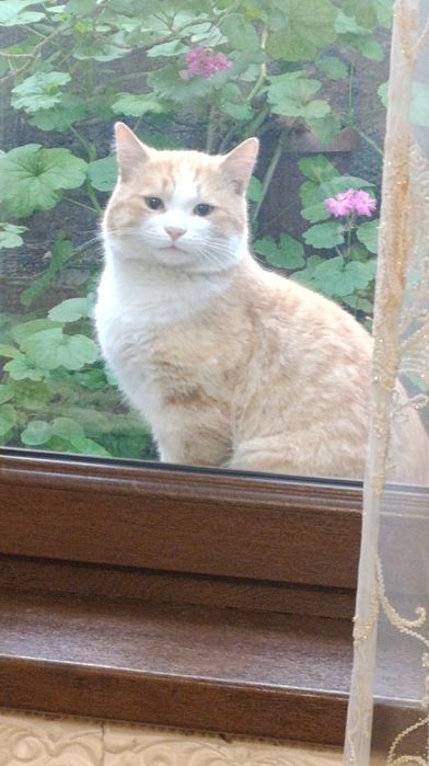 Отдам кота в добрые руки