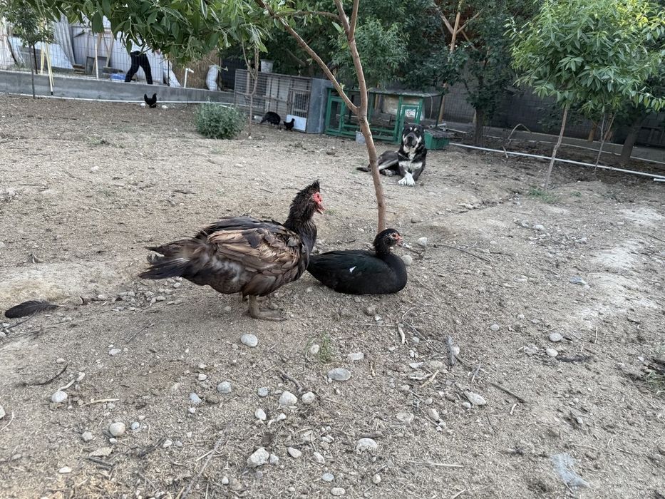 Germaniski  o‘rdaklar  sotiladi   1 donasi   500  mindan