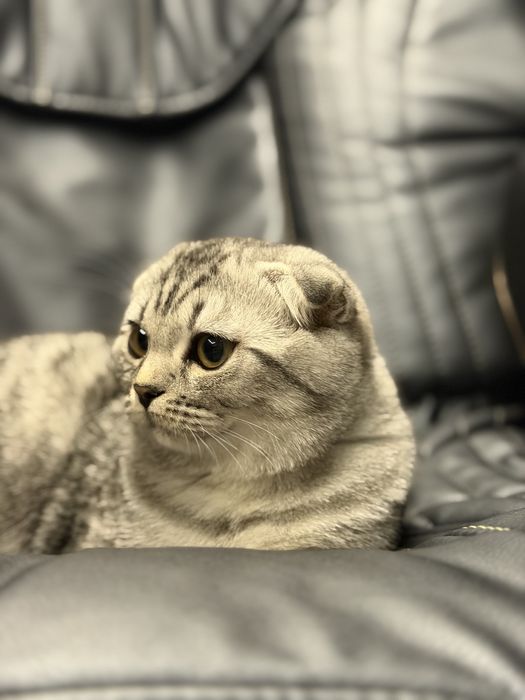 Котенок Британка