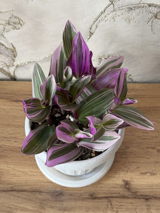 Комнатные растения. Домашние цветы