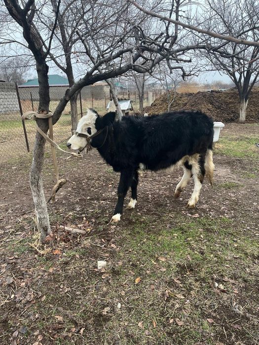 Бұзау сатылады,9 айлық