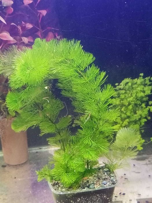 Аквариумные  растения