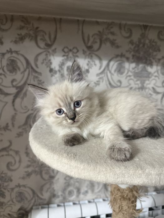 Котенок девочка 1,5 месяцев сиамская