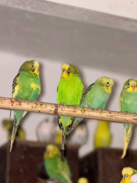 Papagali perusi – multe culori, pui sănătoși și jucăuși – 50 lei/buc!