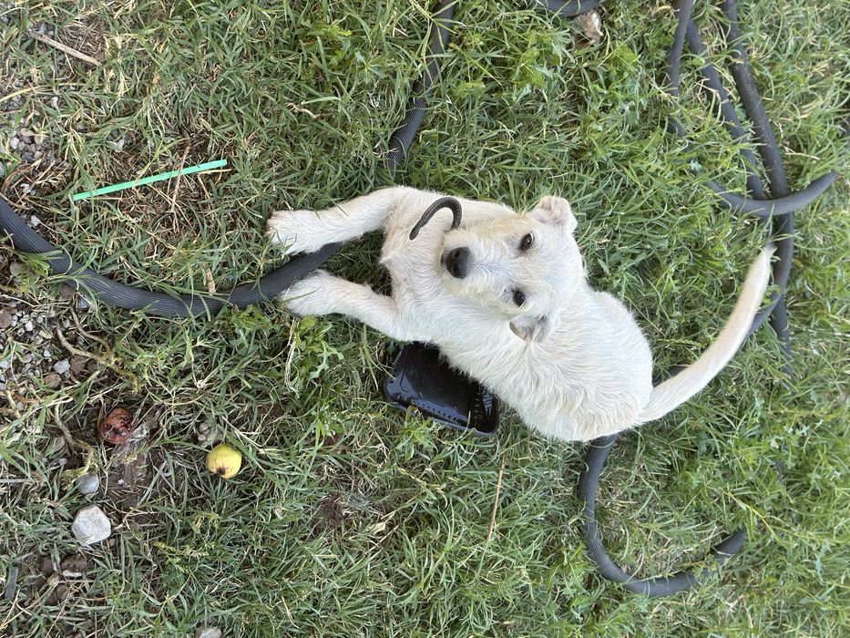 Лабрадор Ретривер Метис