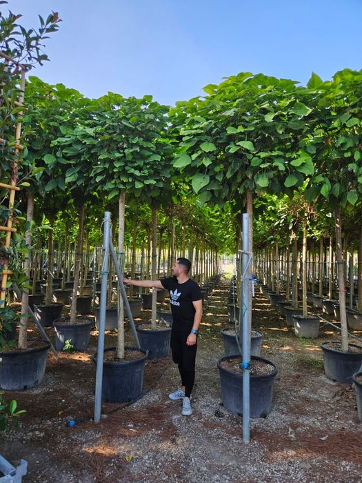 Catalpa globulară toate dimensiunile