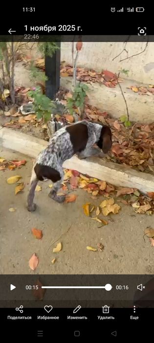 Ит ұрланды курцхар