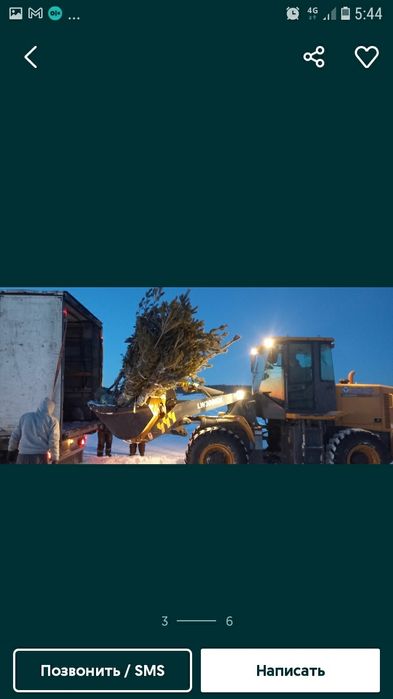 Қарағай Сосны березы