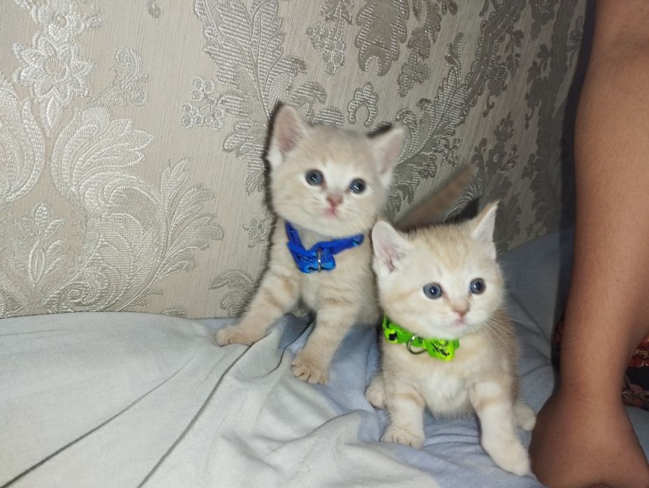 Чистокровный Шатланский скотиш страйт  от правильной вязки.