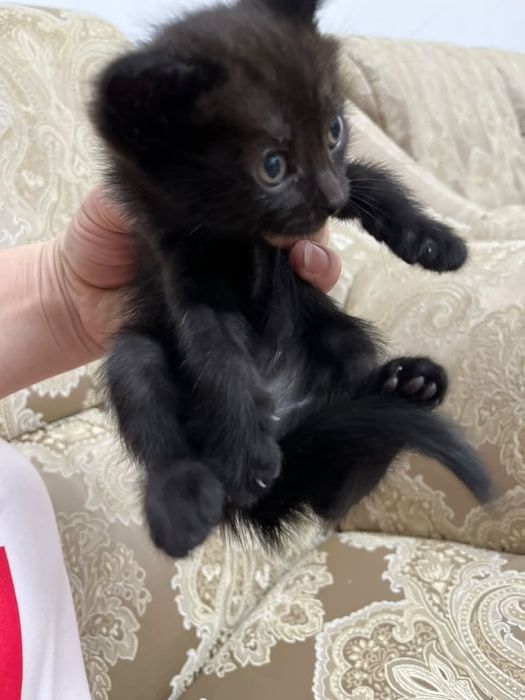 Отдам котят в хорошие руки