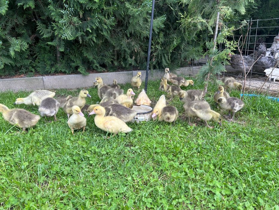 Boboci de gâscă Toulouse
