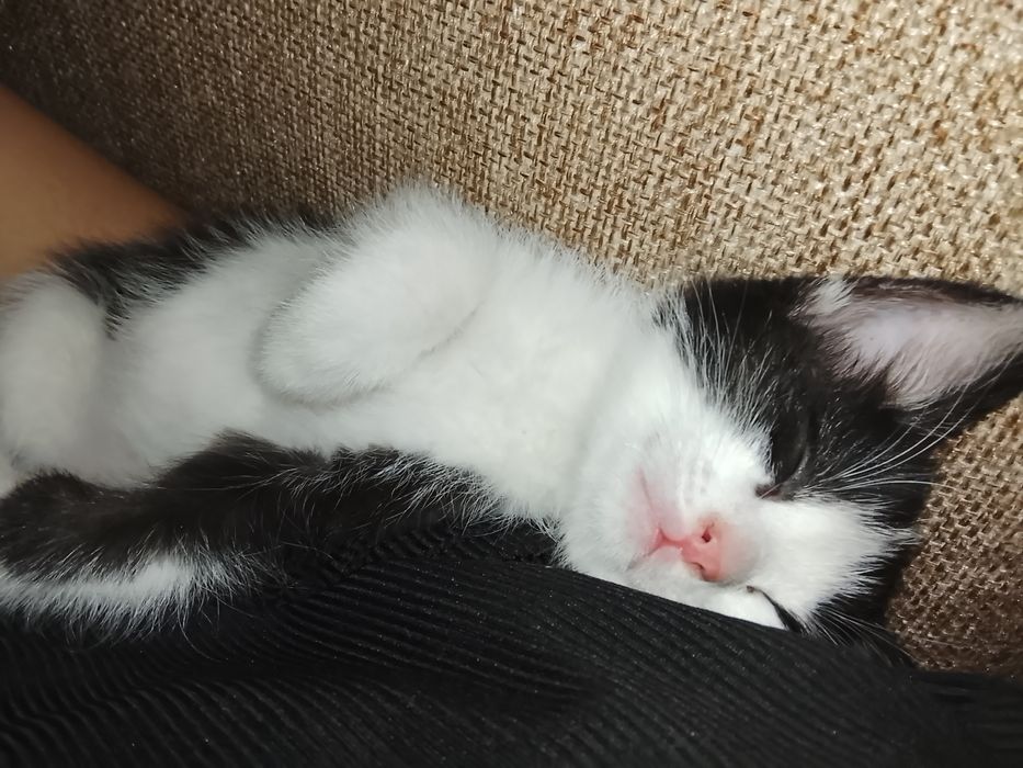 Кошка прадаются.