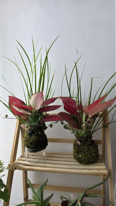 Продам композицию из растений кокедама