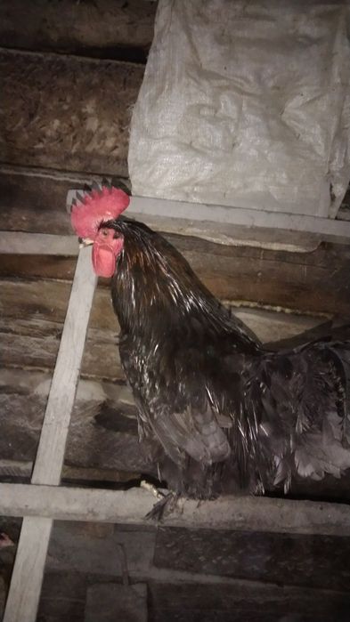 Продам петуха . молодой