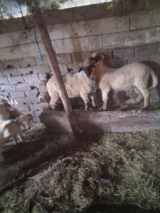 Vand 10 miei berbecuti cu media de 35 kg