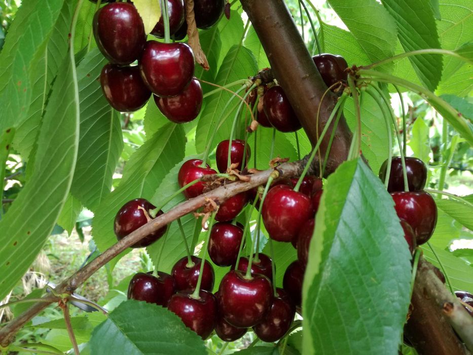 5ha Livada Ciresi la 100 km de București