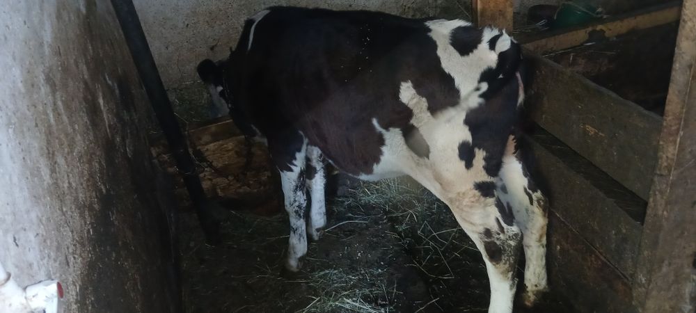 De vânzare vitea holstein