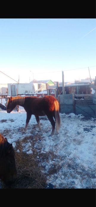 Продам лошадь!!!