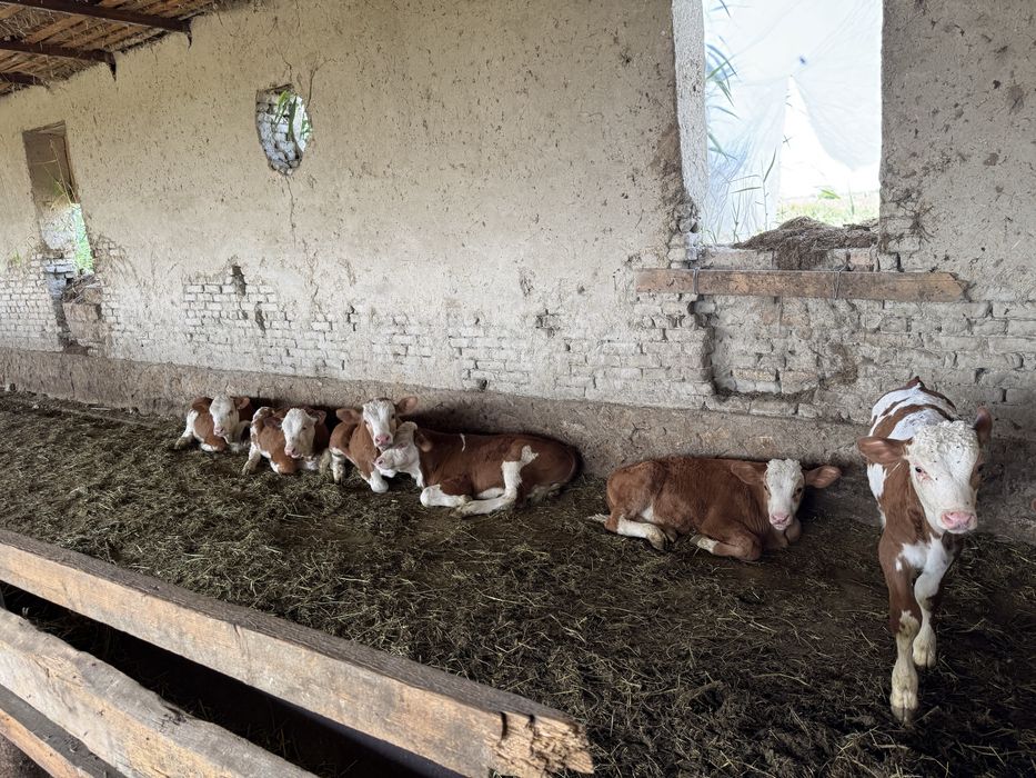 Smental sigir va buqalar