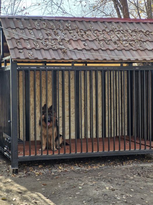 Продаётся немецкая овчарка.