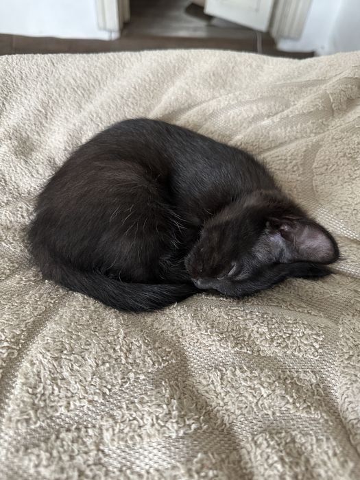 Отдам котенка, возраст 2 месяца