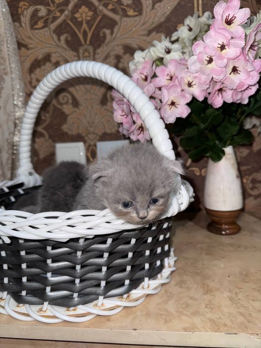 Скоттиш фолд котята.