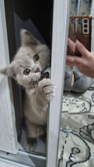 Faqat Samarqandda yashovchilar tel qilsin