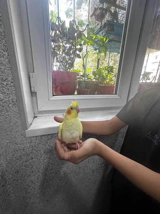 Srochna sog'lom karella bolalari sotiladi