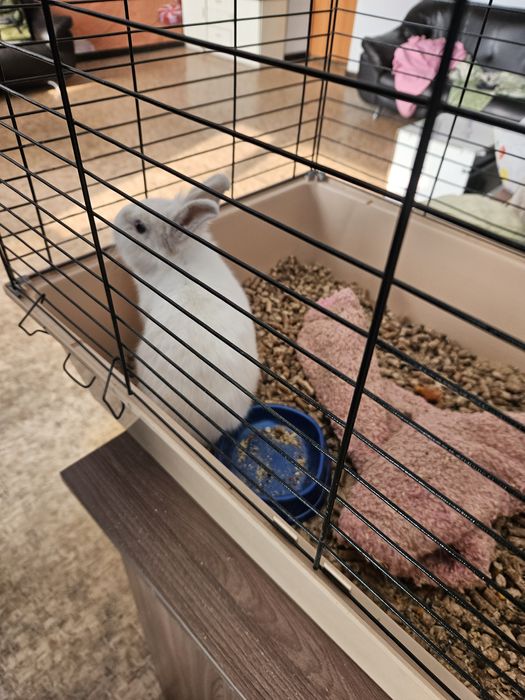 Декоративный кролик девочка