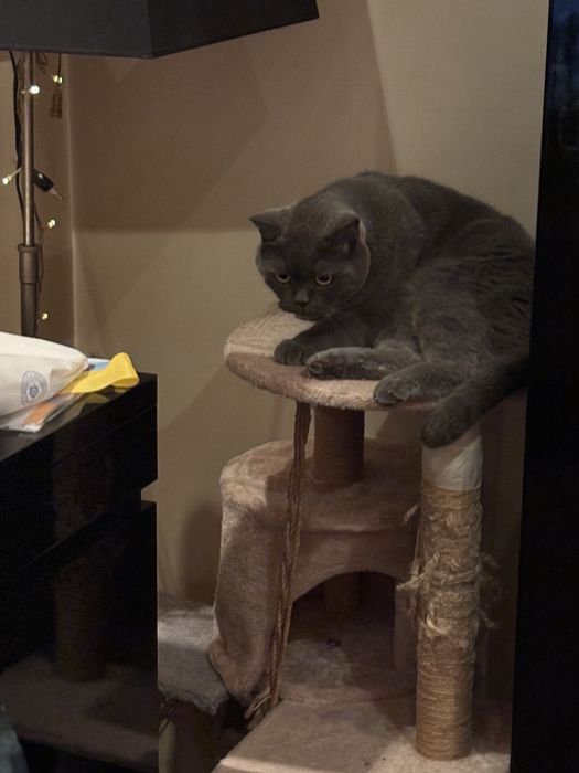 Подарявам късокосместа британска котка