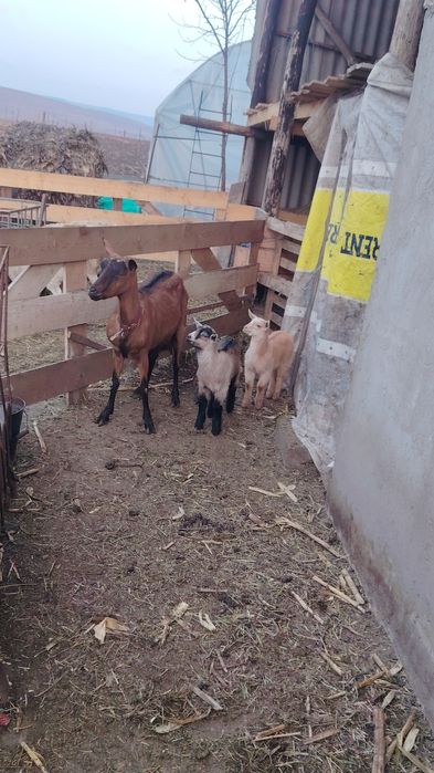 Capră Alpina cu 2 pui