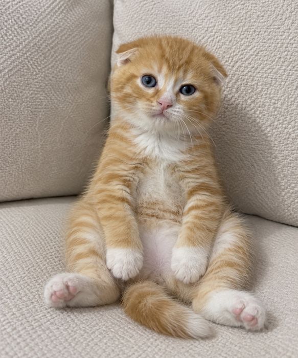 Сладыши Котятки!