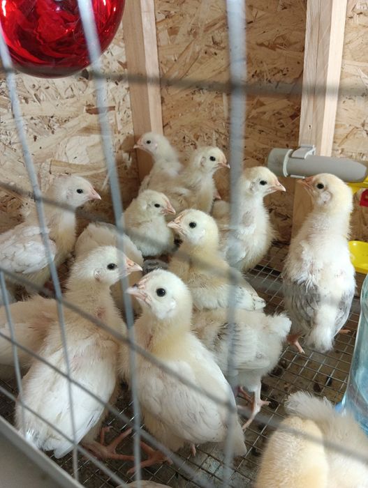 Адлерская порода, цыплята 10-15суточные