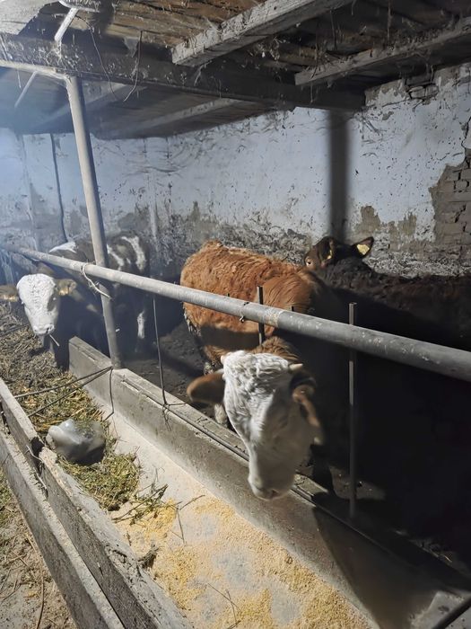 Vand vitei rasa bălțată