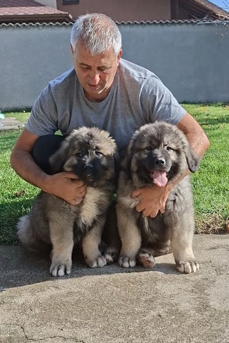 Кавказка Овчарка