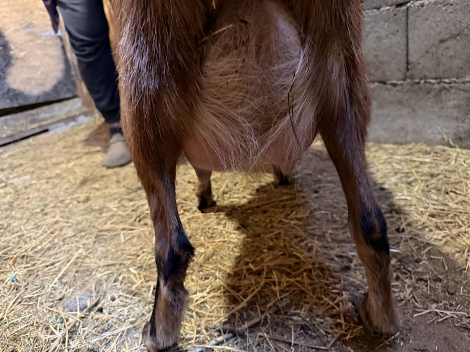 Capra alpina franceza cu pedigree