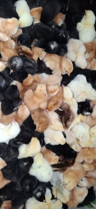 Pui de o zi si de o săptămână de casă