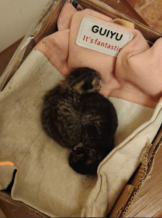 Очень ласковые маленькие котята в добрые руки